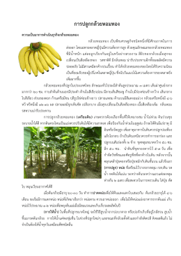 การปลูกกล้วยหอมทอง - กรมส่งเสริมสหกรณ์