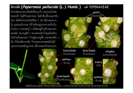 ผักกะสัง (Peperomia pellucida (L.) Humb.) วงศ  PIPERACEAE