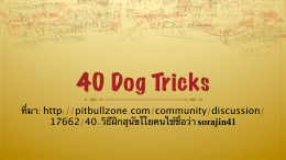 40 Dog Tricks