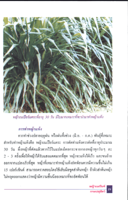 Page 1 การทำหญ้าแห้ง ควรทำช่วงปลายฤดูฝน หรือฝนทิงช่วง (มิ.ย.