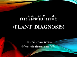 การวินิจฉัยโรคพืช (Plant Diagnosis)