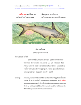 ชมปลา:ปลาหวีเกศ บูรณาการสาระท้องถิ่น ค่านิยมและวัฒนธรรมประเพณีไทย