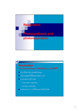 Respiration Photosynthesis and photorespiration