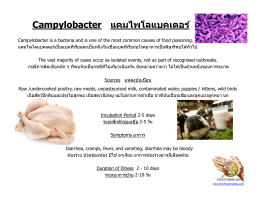 Campylobacter แคมไพโลแบคเตอร์