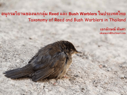 Taxonomy of Reed and Bush Warblers in Thailand