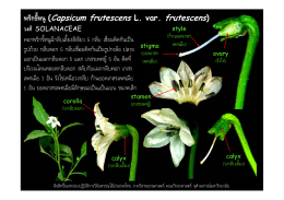พริกขี้หนู(Capsicum frutescens L. var. frutescens) วงศ