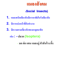 แมลงสังคม