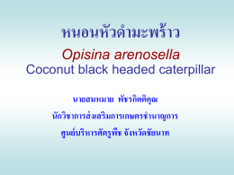 หนอนหัวดำมะพร้าว Opisina arenosella Coconut black headed catertillar