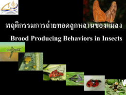 พฤติกรรมการถ่ายทอดลูกหลานของแมลง Brood Producing Behaviors in