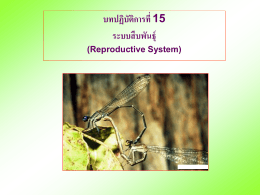 บทปฏิบัติการที่ 15 ระบบสืบพันธุ์ (Reproductive System)