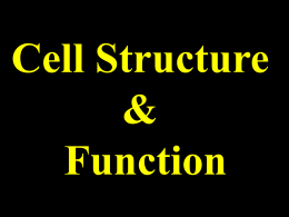 Cell,Photosynthesis,Cellular Respiration1 Powerpoint presentation