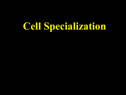 Cell specialization (เนื้อเยื่อพืช)
