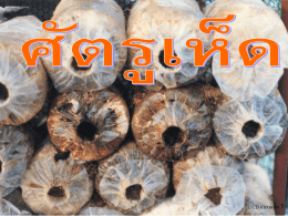 ไม่มีชื่อเรื่องภาพนิ่ง