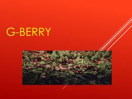 G-Berry (Slide)