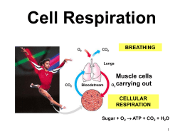 ตัวอย่าง ppt การสลายสารอาหารระดับเซลล์
