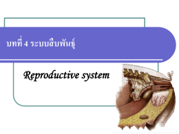 บทที่ 12 ระบบสืบพันธุ์