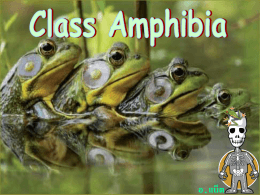 อ.แน็ต Class Amphibia Class Amphibia สัตว์สะเทินน้ำสะเทินบก เพราะใน