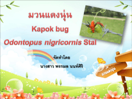 Powerpointนำเสนอการเลี้ยงแมลง