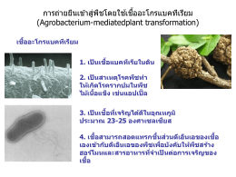 เชื้ออะโกรแบคทีเรียม 1. เป็นเชื้อแบคทีเรียในดิน 2. เป็นสาเหตุโรคพืชทำให้