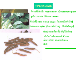 piperaceae