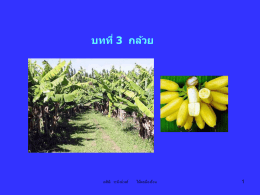 กล้วย banana and plantain - AGRI-MIS