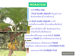 moraceae
