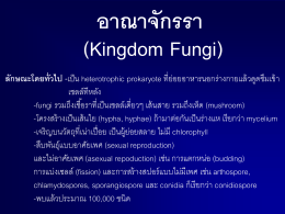 Kingdom Fungi ตอนที่ ๑