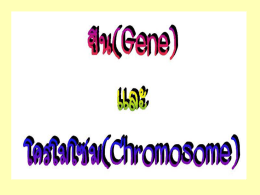 ยีนและโครโมโซม ม. 3
