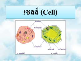 เซลล์สิ่งมีชีวิต