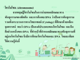chromosome - bhongsadhorn
