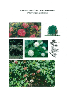 Page 1 PHYSOCARPE À FEUILLES D`OBIER (Physocarpus