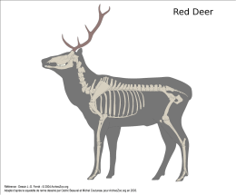Page 1 Red Deer Référence: Dessin J.-G. Ferrié