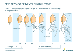 développement germinatif du grain d`orge