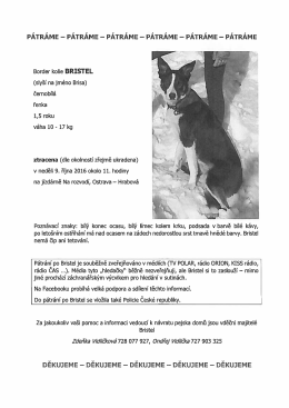 Hled&aacute; se pes - Border kolie