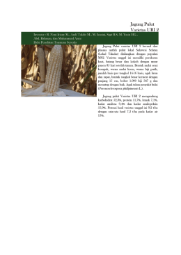 Page 1 Jagung Pulut Varietas URI 2 Inventor : R. Neni Iriany M