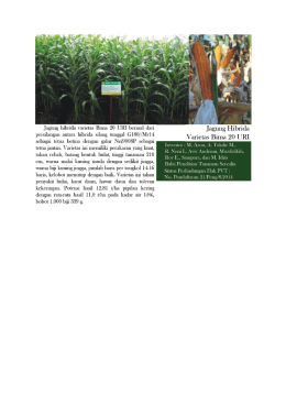 Page 1 Jagung hibrida varietas Bima 20 URI berasal dari Jagung