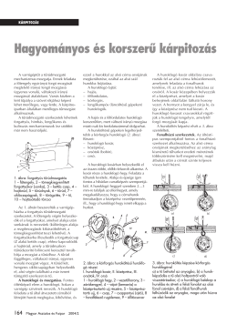 Hagyom&aacute;nyos &eacute;s korszerű k&aacute;rpitoz&aacute;s