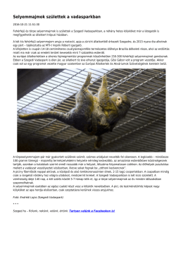 Selyemmajmok születtek a vadasparkban