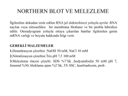 Northen blot