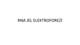 RNA 1XFA jel