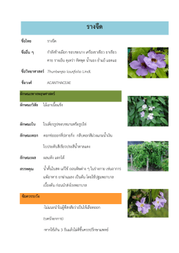 สมุนไพรรางจืด