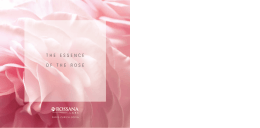 the essence of the rose