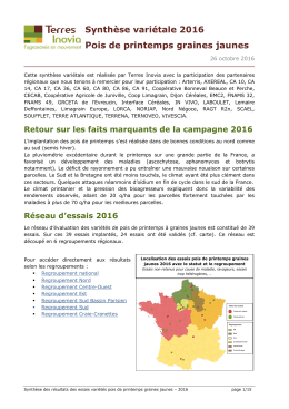 Pois de printemps graines jaunes