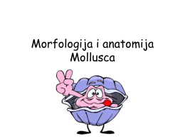 Morfologija i anatomija Mollusca