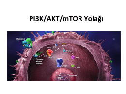 PI3K/AKT/mTOR Yolağı
