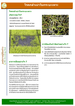 โรคกล้าเน่าในกระบะเพาะ เกิดจากอะไร?