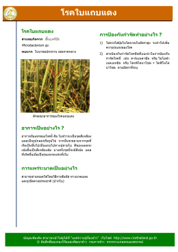 โรคใบแถบแดง