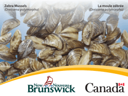 Zebra Mussels (Dreissena polymorpha) La moule zébrée