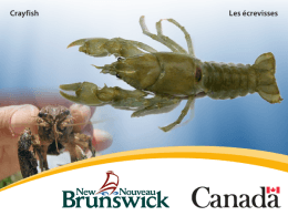 Crayfish Les écrevisses - Government of New Brunswick