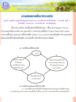 12. การผลิตขยายเชื้อราบิวเวอเรีย